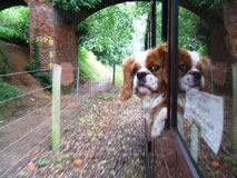 Membership of the association is not limited to humans